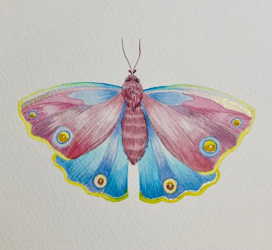 Framed Watercolour Moth