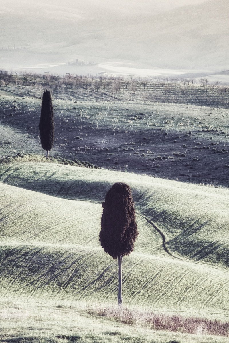 Two lone cypresses by Karim Carella