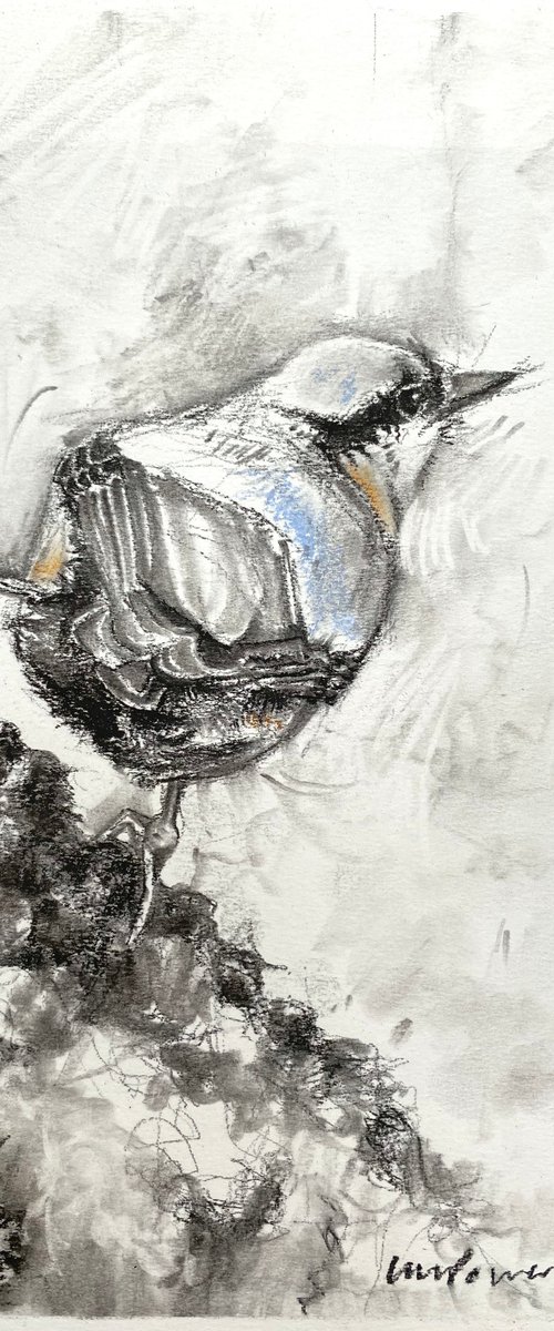 Charcoal Nuthatch by Luci Power