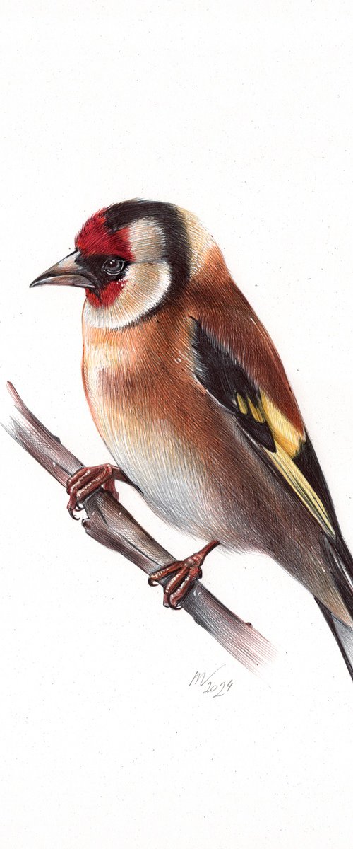 European Goldfinch by Daria Maier