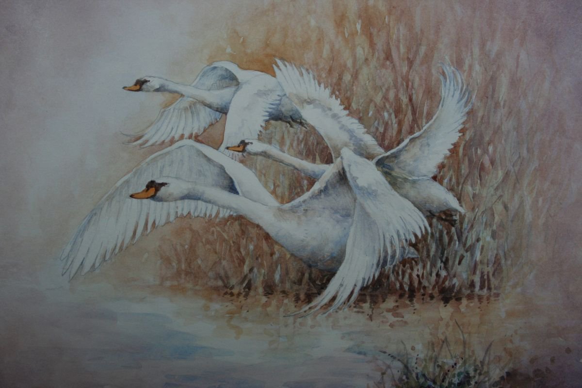 Swans Out Of The Reeds by Christopher Hughes