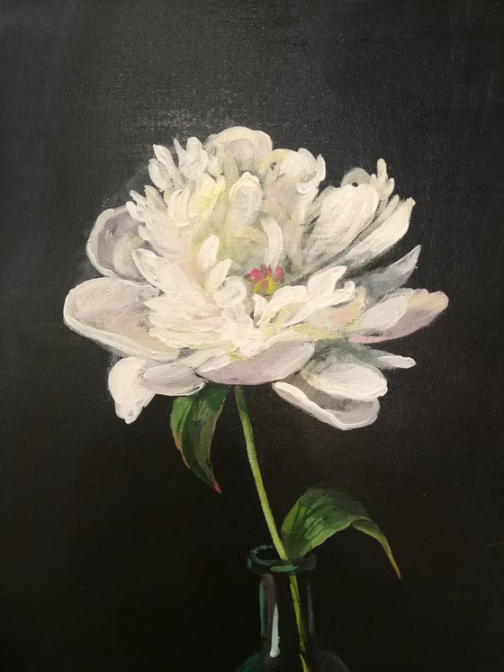 “Peony against a dark background”