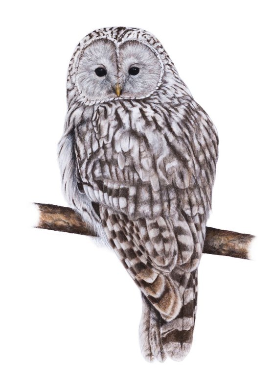 Original pastel drawing "Ural owl"