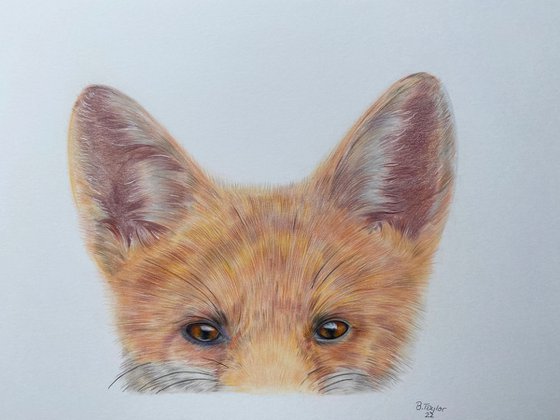 The shy fox