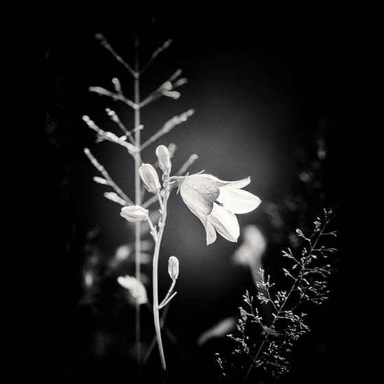 Beach Bluebell Study III