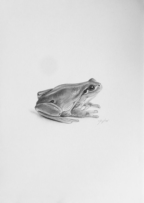 Tree frog by Amelia Taylor