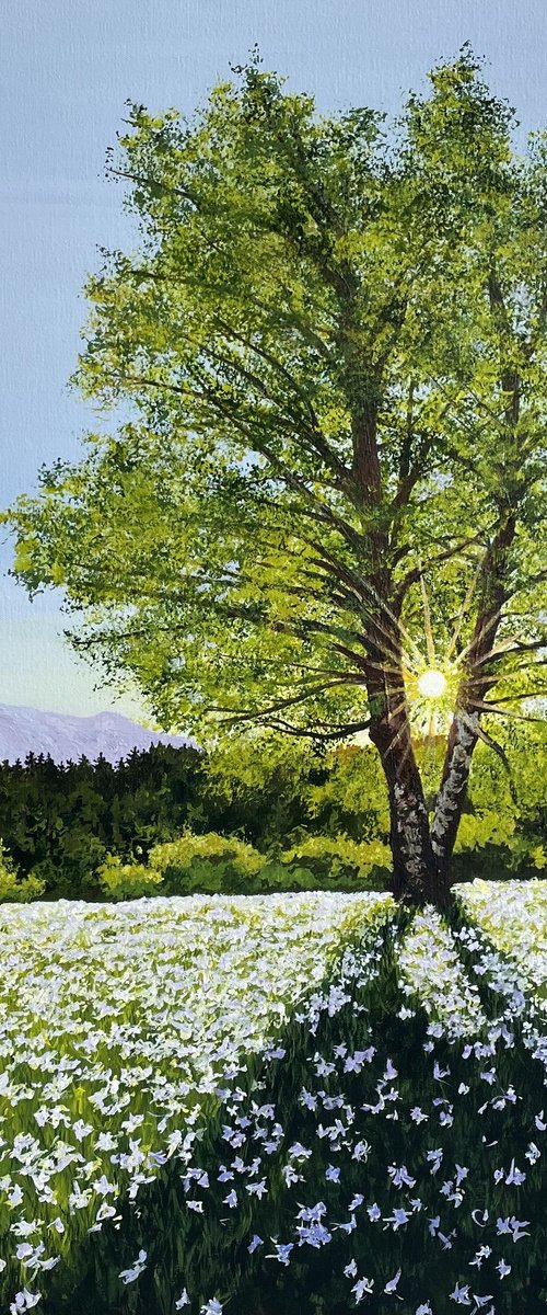 Sunny Day by Anne Shaughnessy
