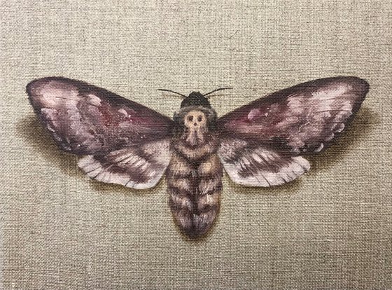 “Impermanent life”, work #18 Death head moth