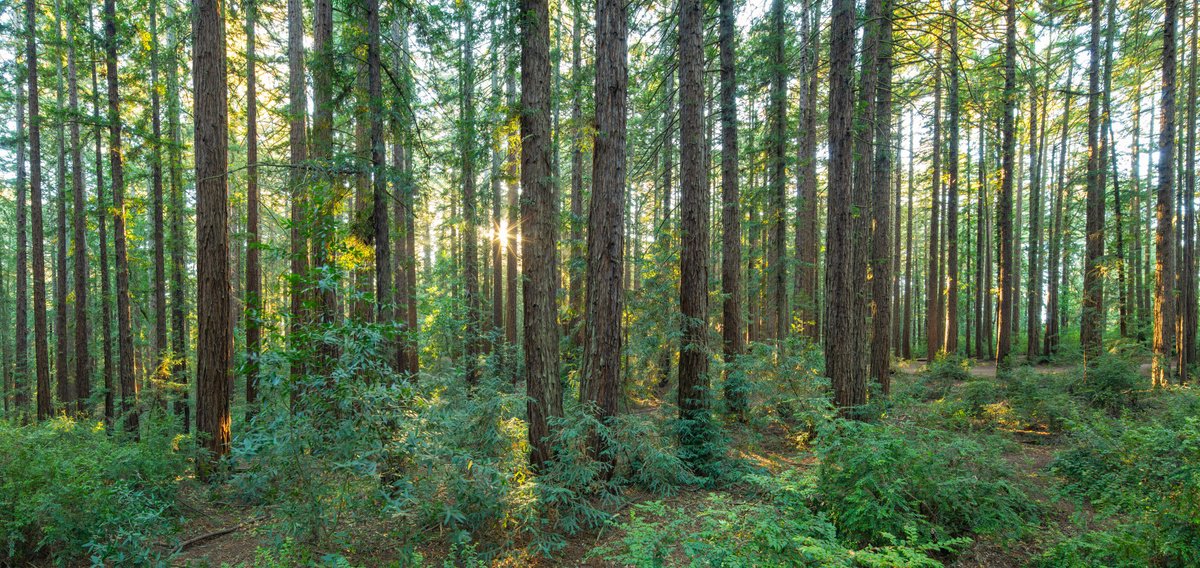 Redwood Panorama - II by Robert Houser