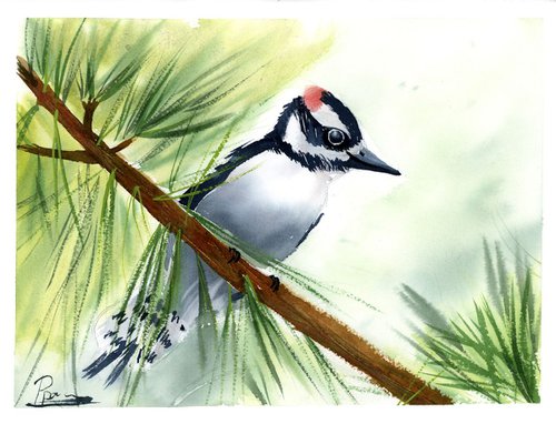 Downy woodpecker by Olga Shefranov (Tchefranov)