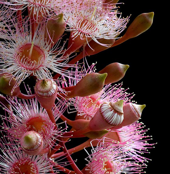 Pink Corymbia Ficifolia Flowers