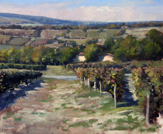 Vineyards in the Luberon