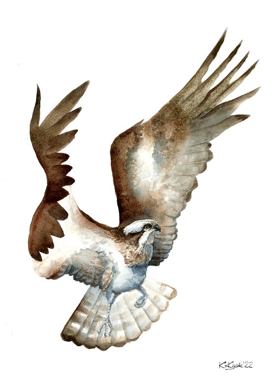 The osprey, river hawk bird