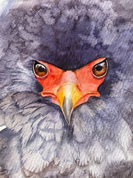 Ruffled Majesty: Portrait of the Bateleur Eagle 2