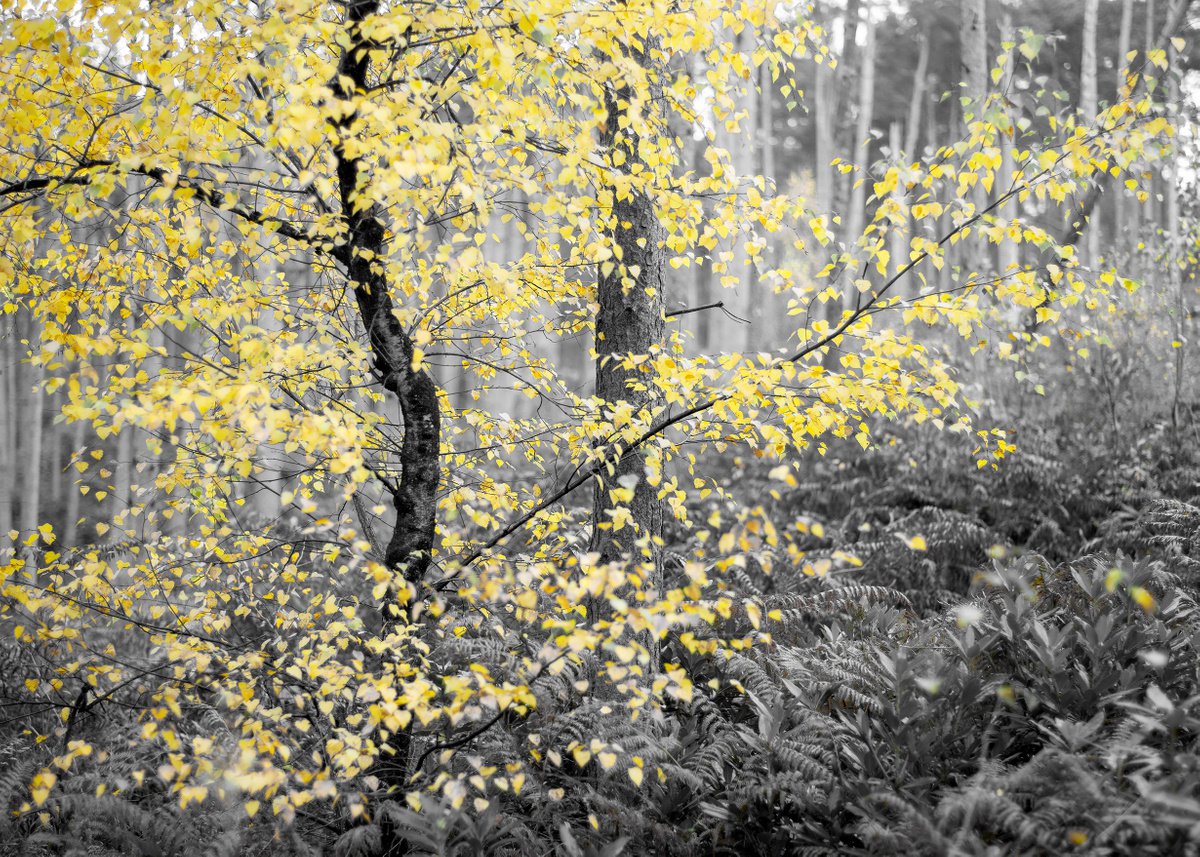 Photorealistic Landscape Photograph By Stephen Hodgetts Photography, 17 X 12", Autumn Monochrome, Original Artwork