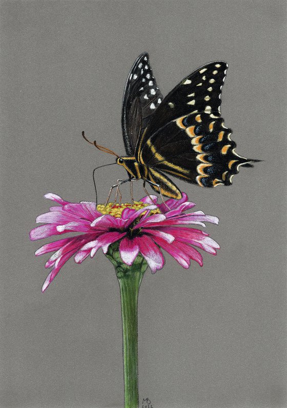 Swallowtail