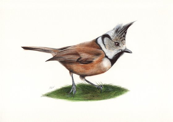 Birds Collection IX