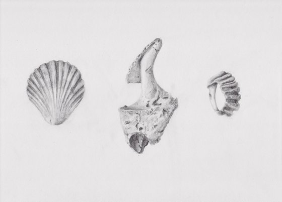 Seashells Study in Pencil