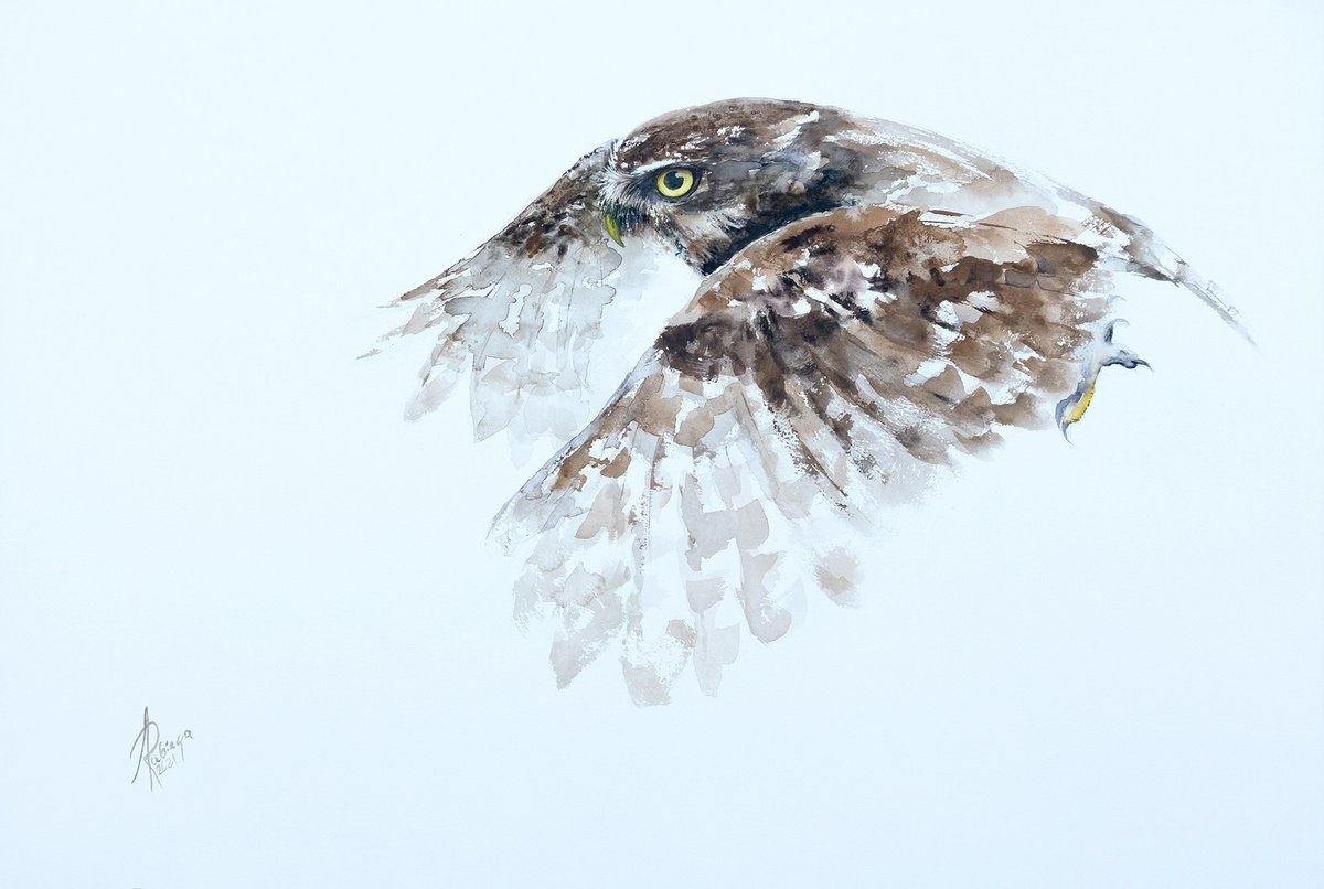 Little Owl by Andrzej Rabiega