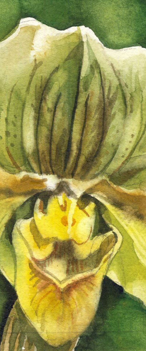 a painting a day #49 "green ladyslipper orchid" by Alfred  Ng