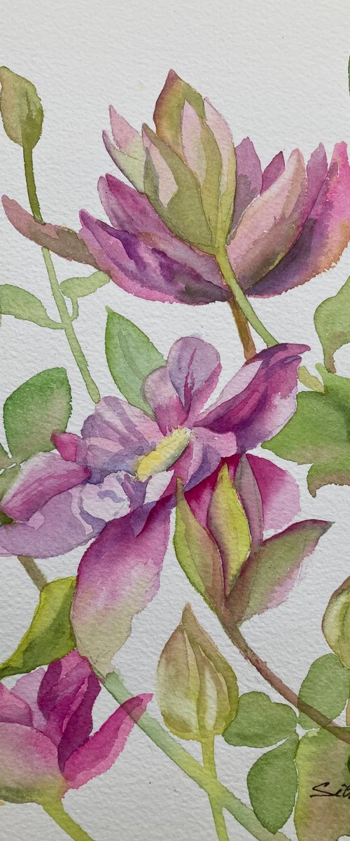 Pink Clematis by Silvie Wright