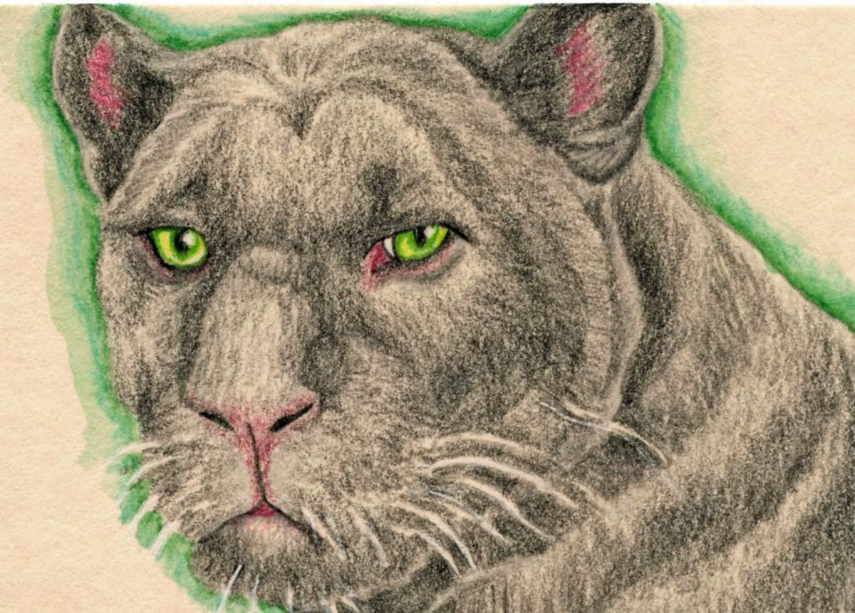 ACEO ATC Original Colored Pencil Art-Black Panther Wildlife-Carla Smale by carla smale