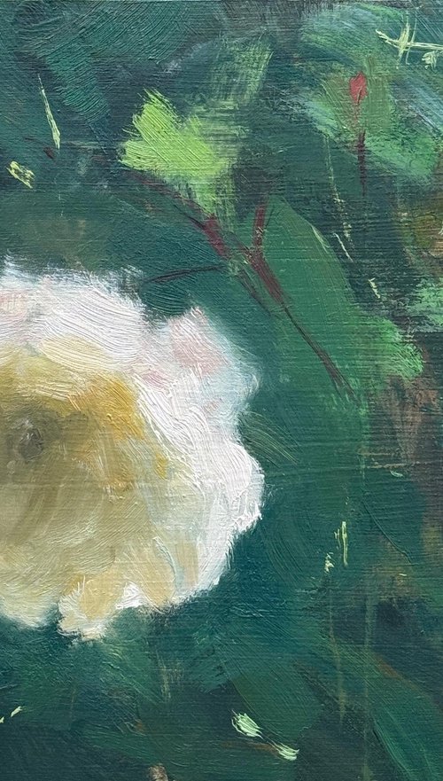 A White Rose by Alex James Long