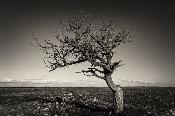 Arbre dans la steppe