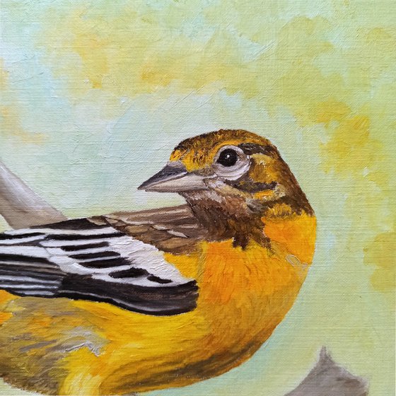 Baltimore Oriole