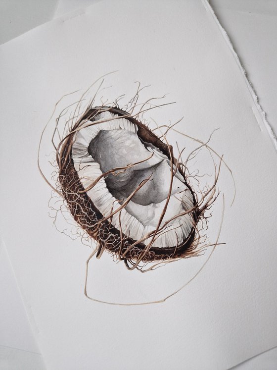Broken coconut (Cocos nucifera botanical watercolor illustration)