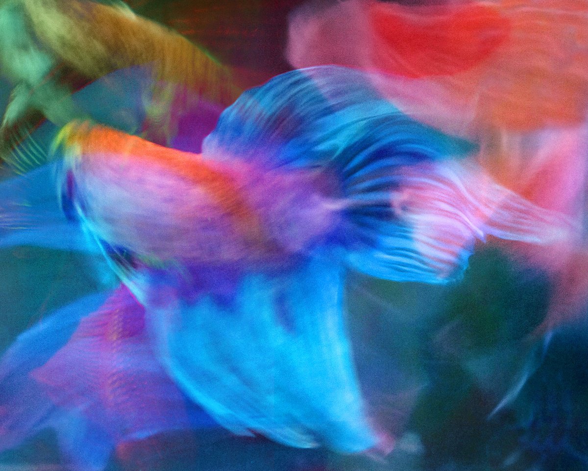 Abstract Animal Photograph By Michael Filonow, 32 X 26", Betta Blur 22, Original Artwork
