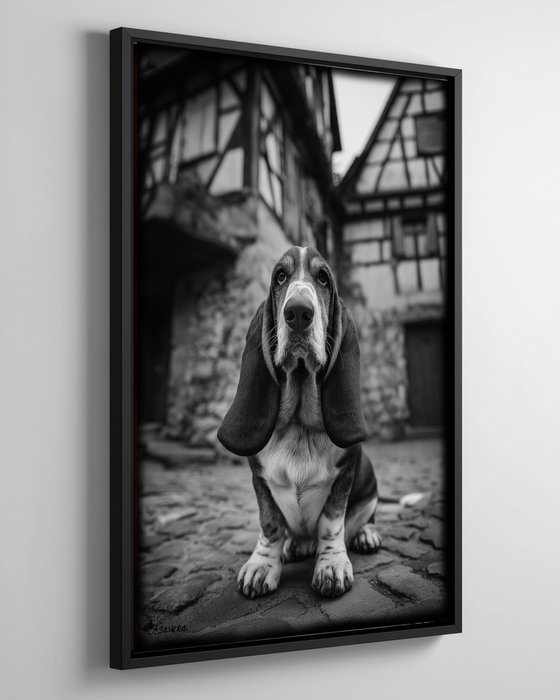 Dog in old village B0805E