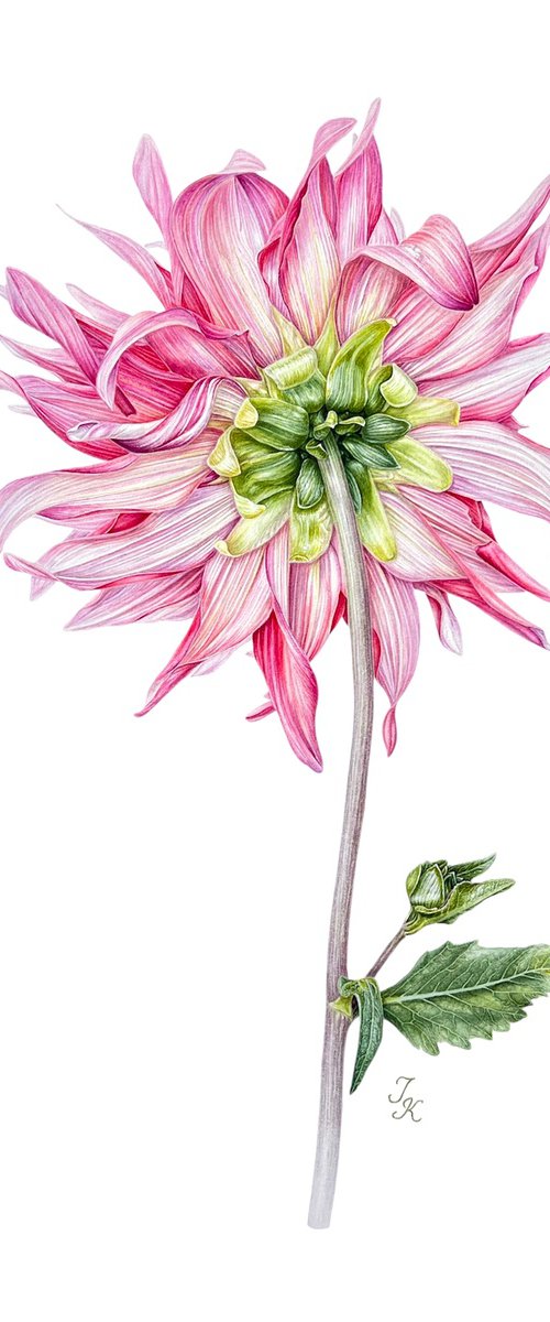 Ms Dahlia by Tetiana Kovalova