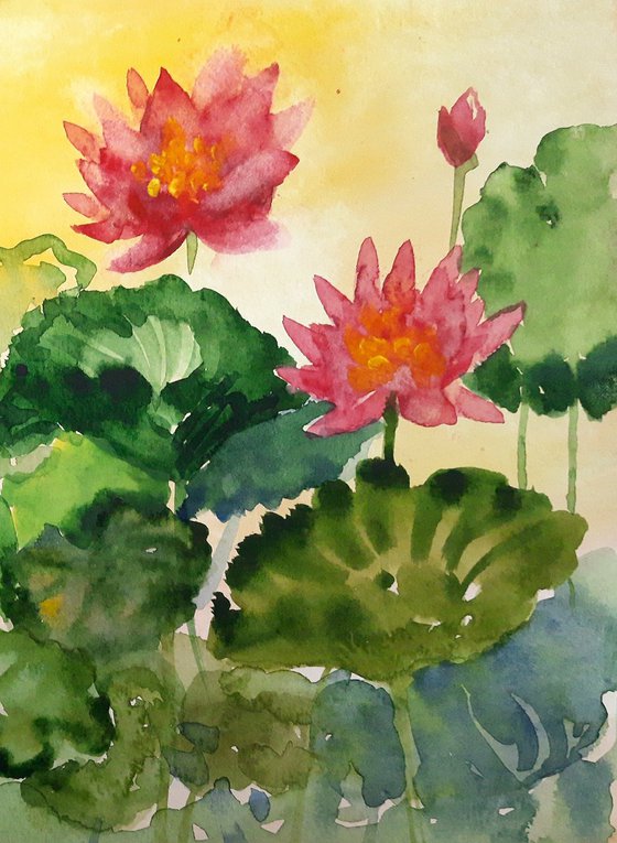 Sunset Waterlilies - 1