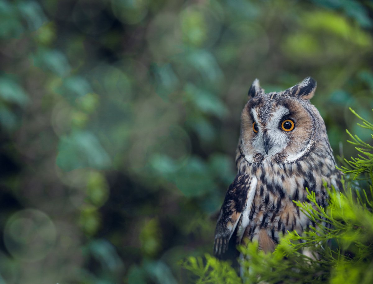 Photorealistic Photograph , Long Eared Owl By Paul Nash, 24 X 16, Artwork For Sale On Artfinder