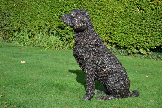 Harry Labradoodle sculpture