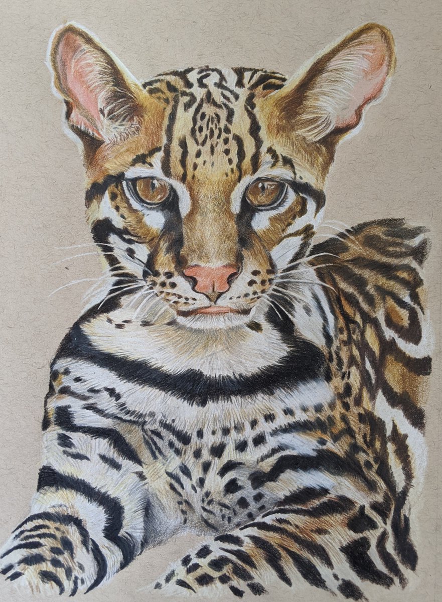 Ocelot (2020) Drawing by Lotz Bezant | Artfinder