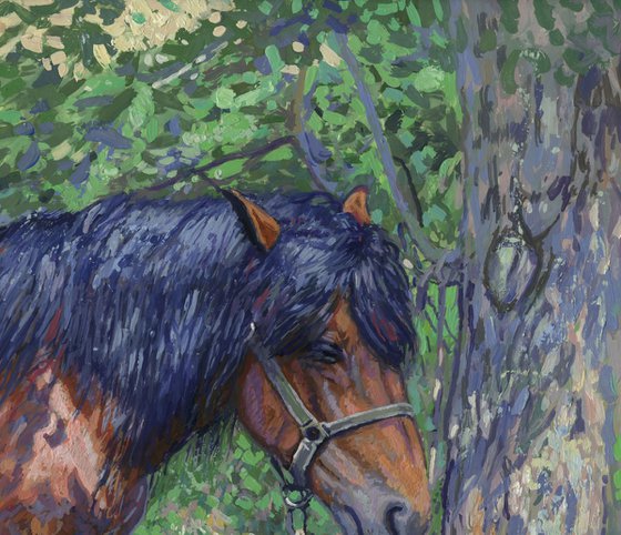 Horse in the shade of trees