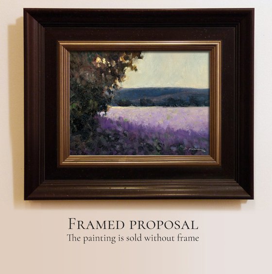 Lavender Evening Light