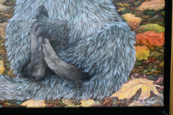 Raccoon