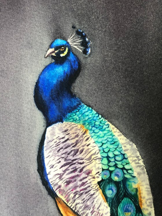 Peacock on branch