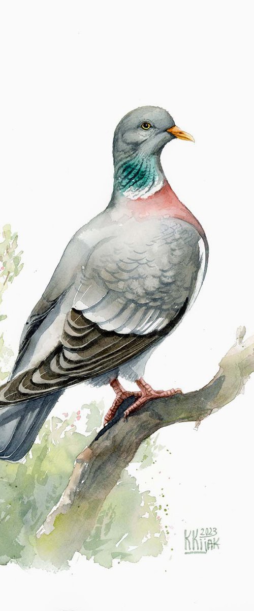 Wood Pigeon by Karolina Kijak