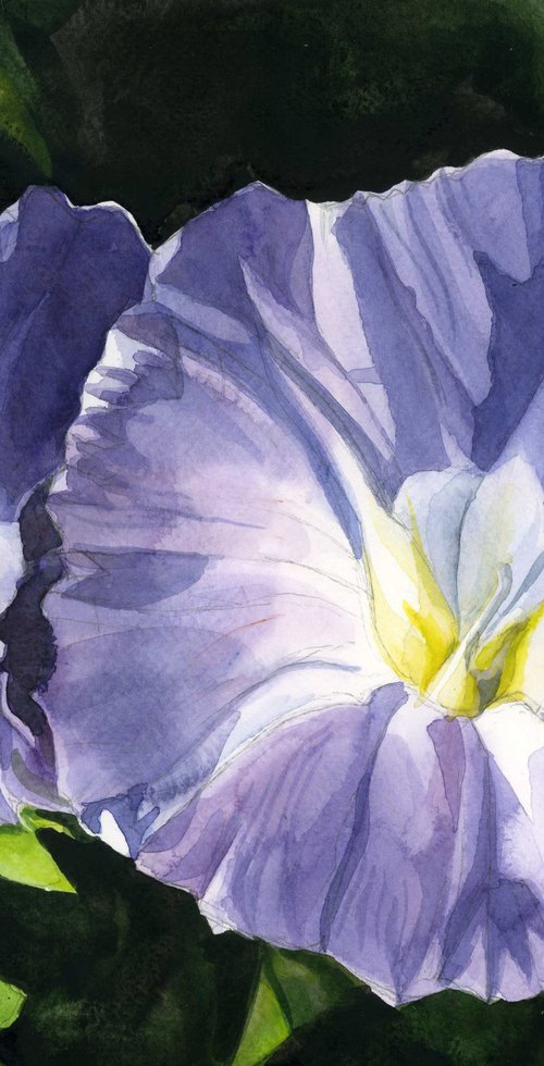 double morning glory watercolor by Alfred  Ng