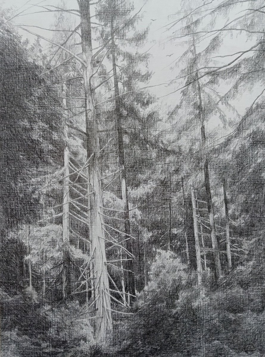 Impressionistic Landscape Pencil Drawing By Oksana Duchenchuk, 12 X 16", Light In The Forest, Original Artwork