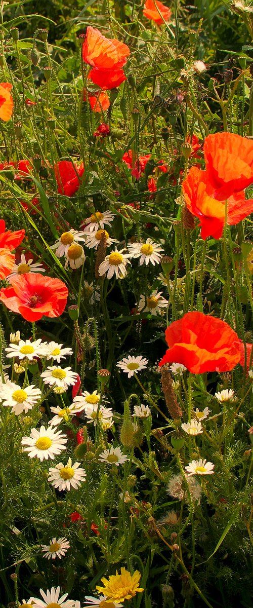 Poppies & Daisies by Martin  Fry