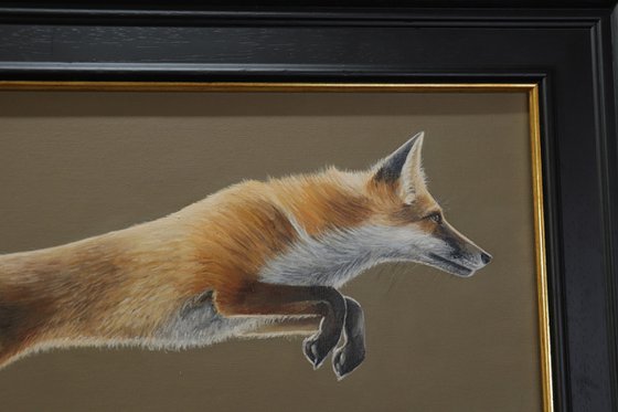 A Fox in Motion