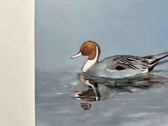 Pintail Duck