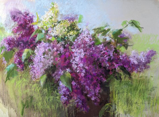 Lilacs 2`24