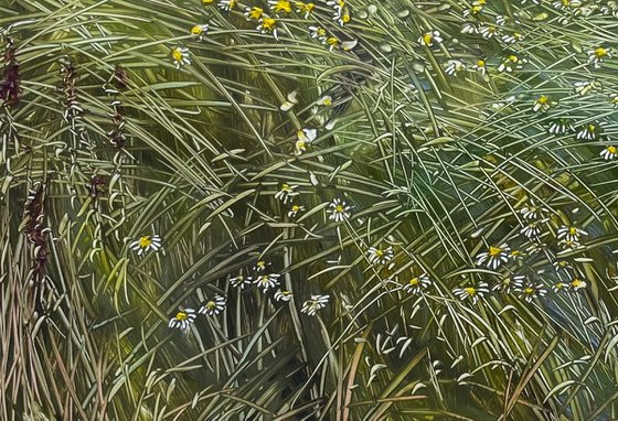 WILDFLOWERS AND GRASSES small