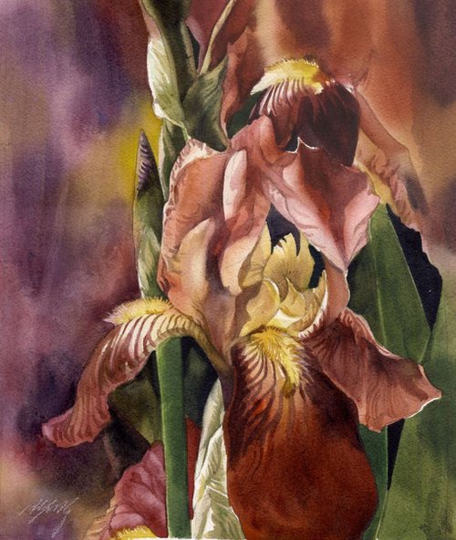 Iris with red by Alfred  Ng